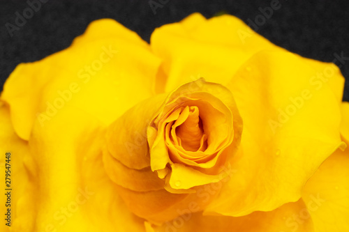 yellow rose on black background   macro photo background photo