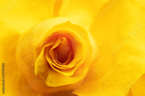 yellow rose on black background   macro photo background photo