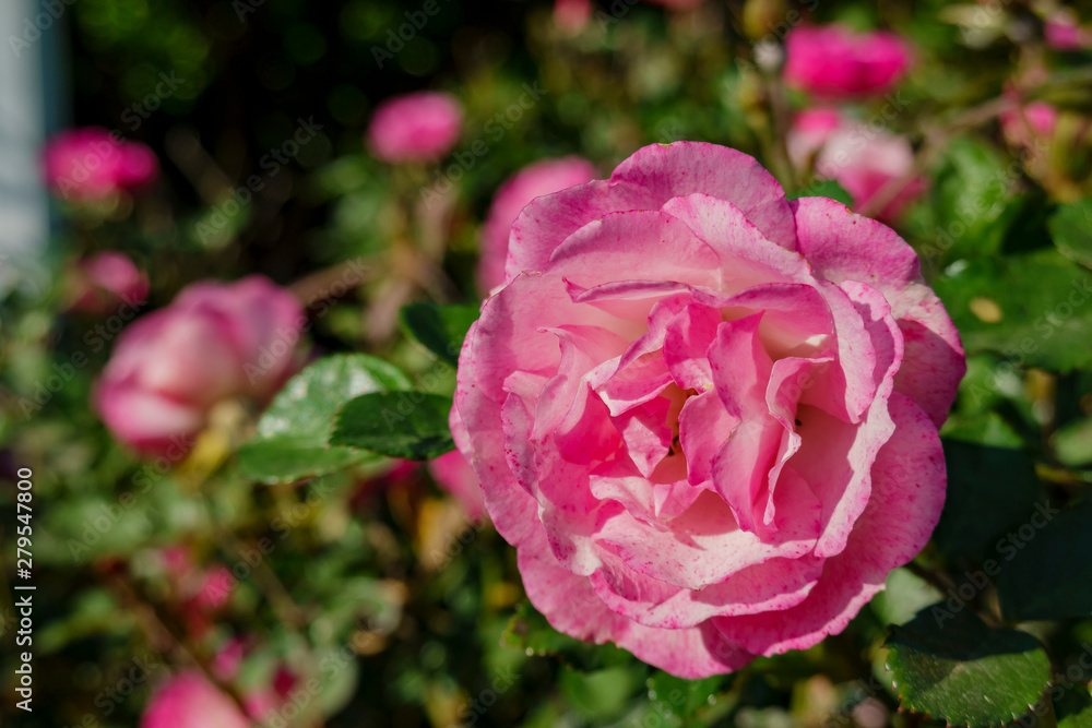Close up shot of beautiful rose blossom in a garden Close up shot of beautiful rose blossom in a garden
