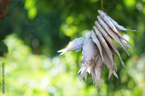 bunch of dried fish roach on green background