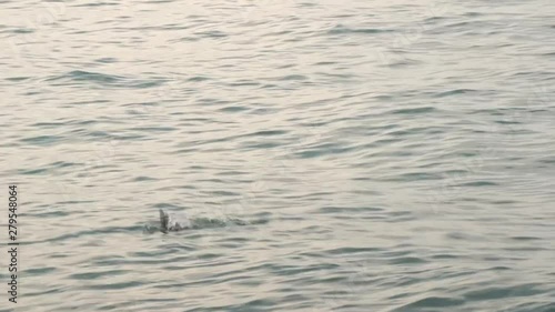 Great Cormorant (Phalacrocorax carbo) fishes in the waters of the Adriatic Sea