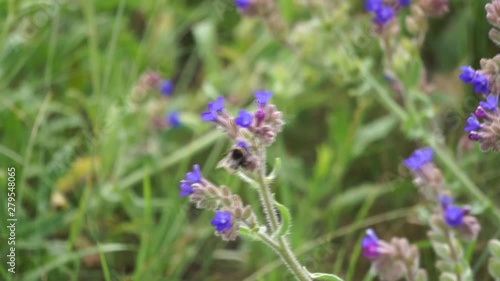 Bumblebee eats nectar on a flower echium