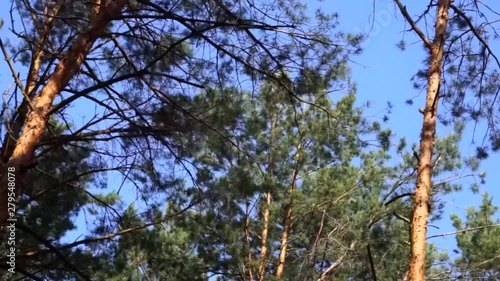 The branches of tall pine trees are waving from the wind on a bright sunny day