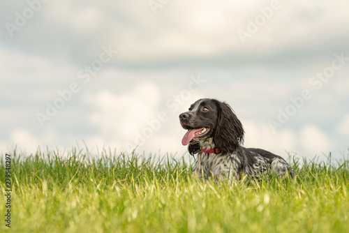 Canvas Print Cute Young proud english springer spaniel dog is lying in the grass in a green m