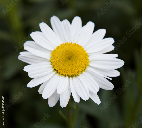 Flower of chamomile officinalis. White chamomile on a green background on a Sunny summer day