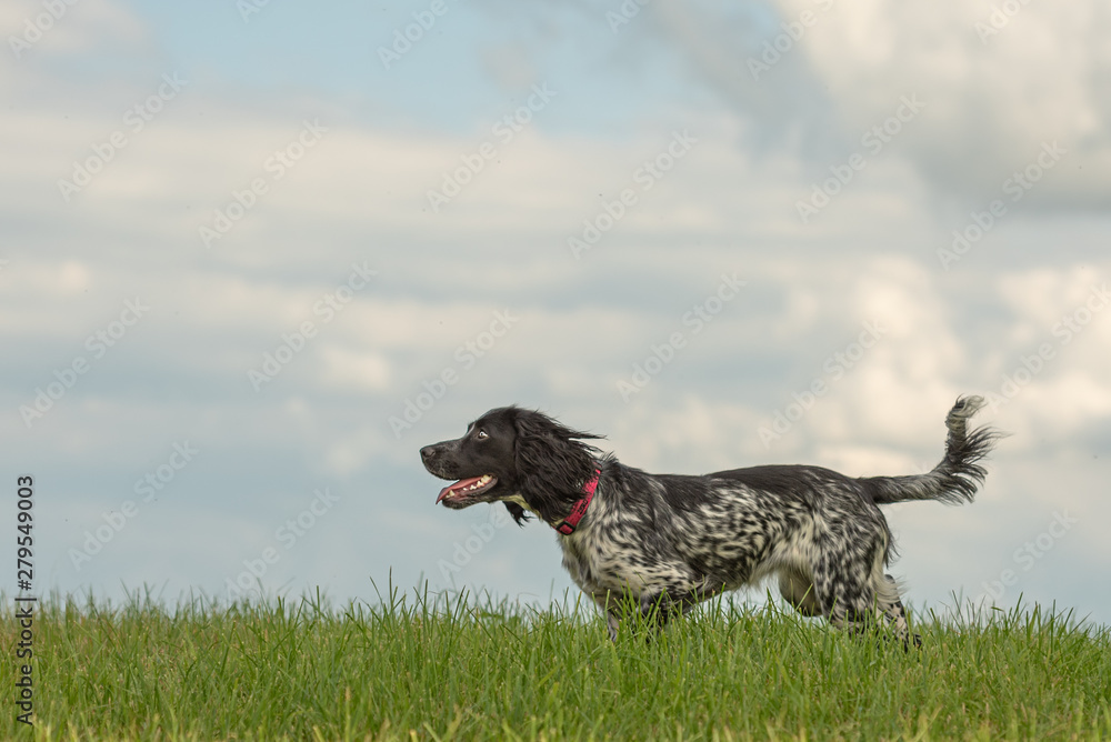 Young proud english springer spaniel dog is standing in the grass in a green meadow Young proud english springer spaniel dog is standing in the grass in a green meadow