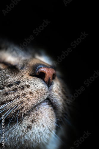 Closeup of a Tabby Cat Face