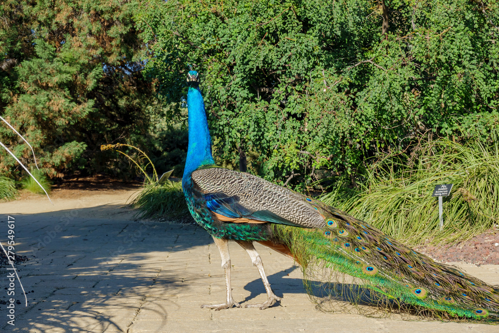 Naklejka premium Male Peacock walking around