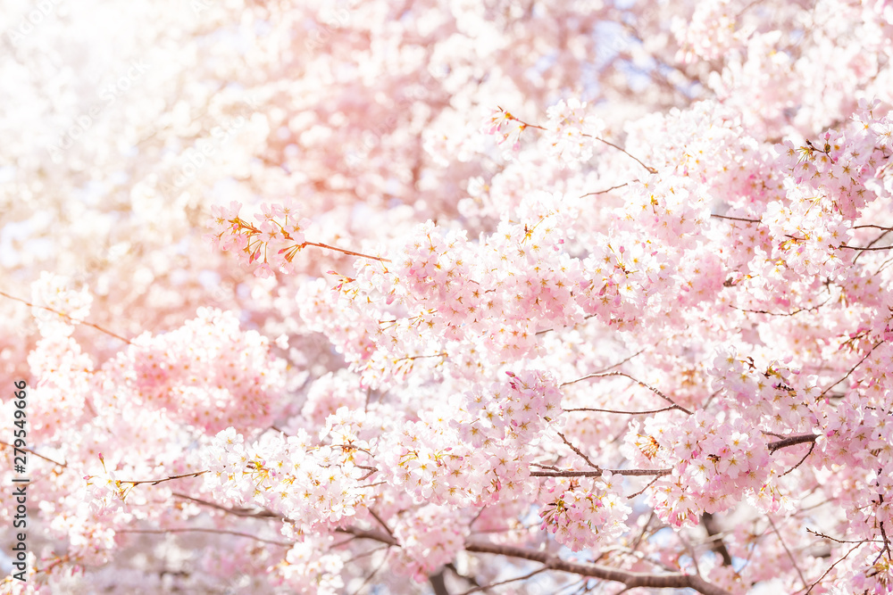 Looking up, low angle view of vibrant, white pink cherry blossom sakura tree, sunburst through branches, sky, flower petals in spring, Washington DC, sunny, sun, sunshine, sunlight, backlight Looking up, low angle view of vibrant, white pink cherry blossom sakura tree, sunburst through branches, sky, flower petals in spring, Washington DC, sunny, sun, sunshine, sunlight, backlight