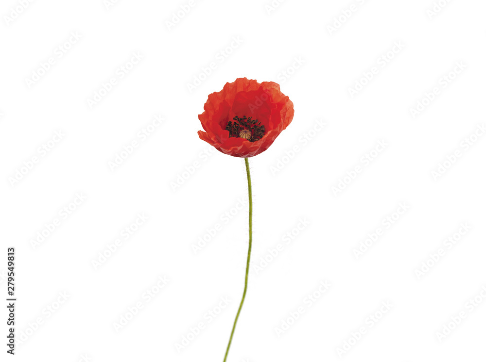 COQUELICOT 1 HEURE APRÈS ÉCLOSION COQUELICOT 1 HEURE APRÈS ÉCLOSION