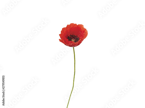 COQUELICOT 1 HEURE APR  S   CLOSION