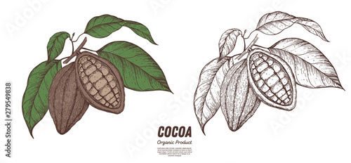 Cocoa beans vector illustration. Hand drawn sketch. Chocolate design. Chocolate beans. Vintage illustration.