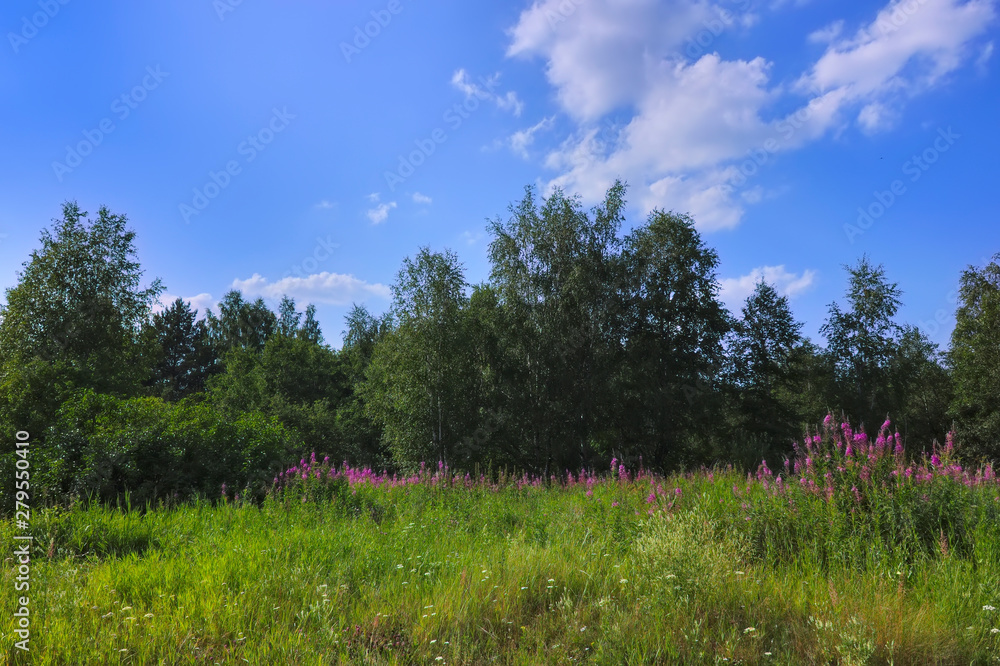 Summer meadow landscape with green grass and wild flowers on the background of a forest.