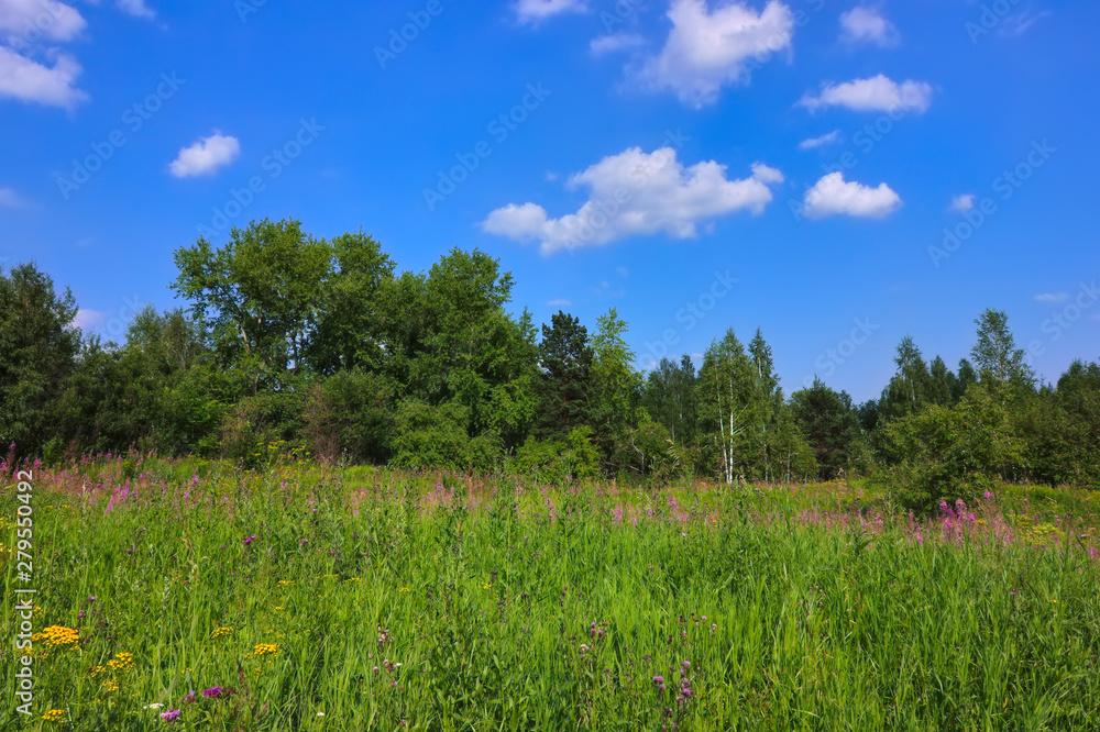 Summer meadow landscape with green grass and wild flowers on the background of a forest.