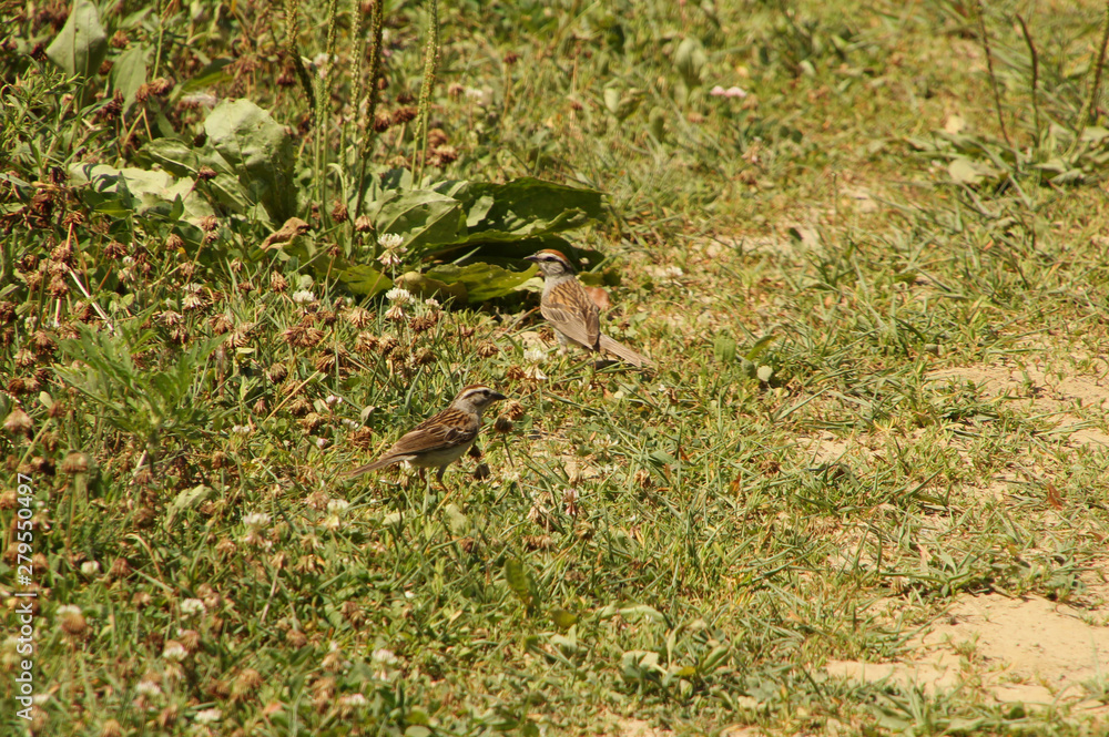 House Sparrows in the Grass House Sparrows in the Grass