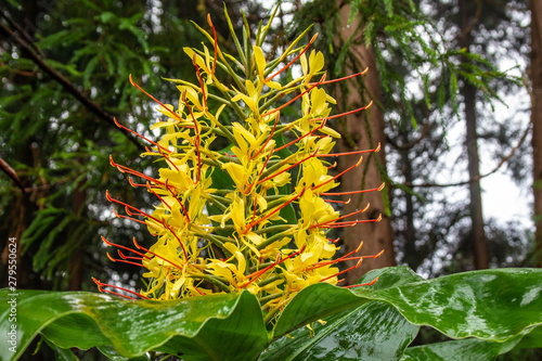 Conteira (Hedychium gardnerianum) flowers growing in the green forests on Sao Miguel Island, Azores, Portugal