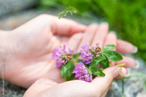 Macro closeup of palms hands holding picked harvested purple clover plant with purple flowers in spring or summer