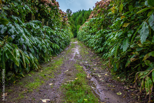 walking path in a forest on Sao Miguel Island, Azores, Portugal