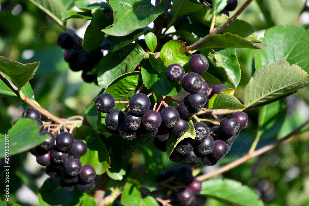 Black chokeberry in the garden, outdoors on a sunny summer day. Black chokeberry in the garden, outdoors on a sunny summer day.