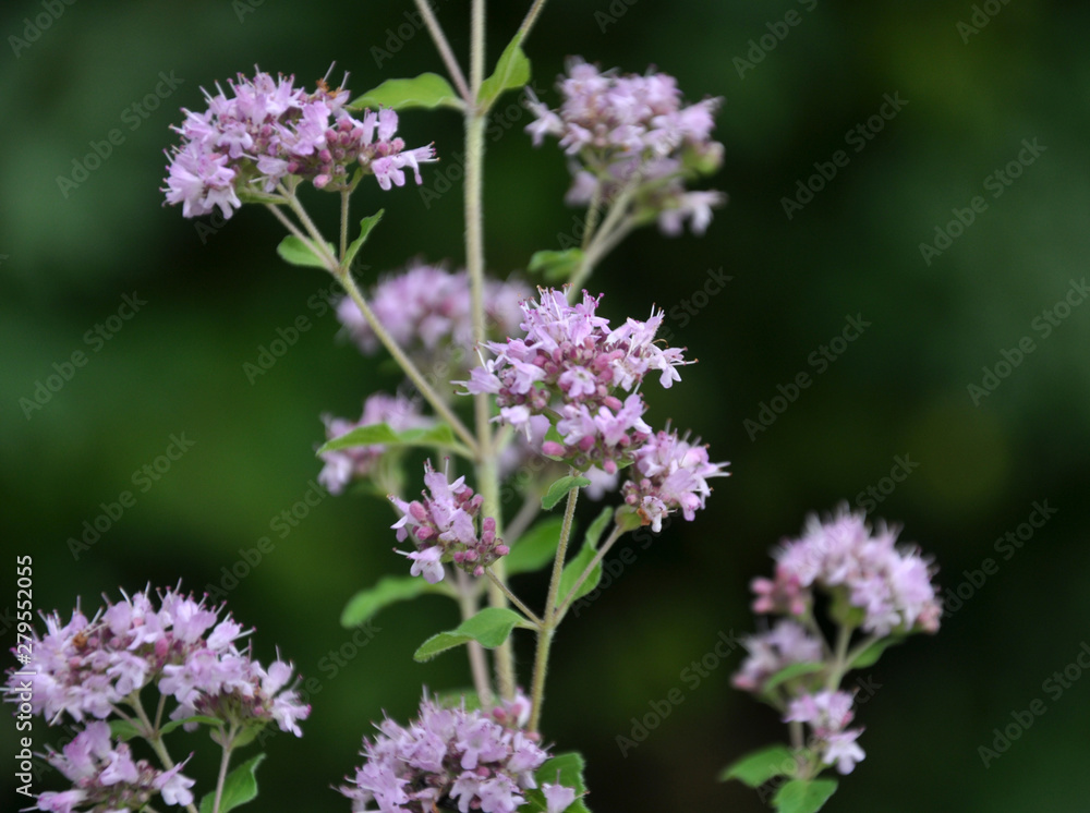 Summer flowering Origanum vulgare Summer flowering Origanum vulgare