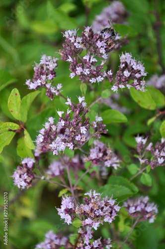 Summer flowering Origanum vulgare photo