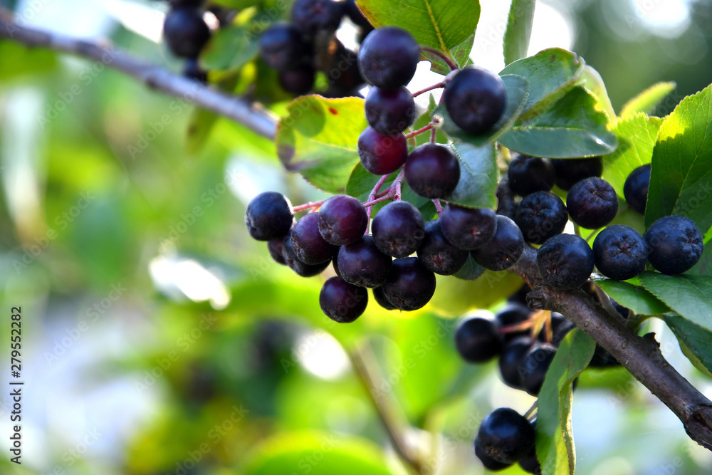Black chokeberry in the garden, outdoors on a sunny summer day. Black chokeberry in the garden, outdoors on a sunny summer day.