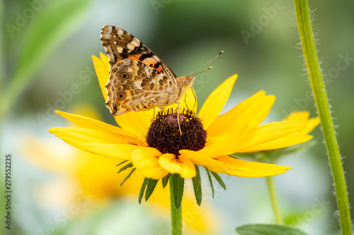 Butterfly Vanessa cardui sits on a yellow flower and drinks nectar with its proboscis. Painted lady butterfly. © Dmitrii Potashkin