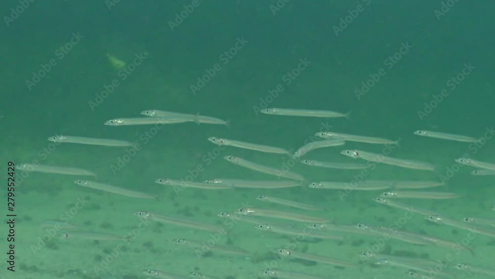 A flock of small fish burying in the sand at night. Mediterranean sand eel (Gymnammodytes cicerelus). Fish of the Black Sea. Odessa Bay A flock of small fish burying in the sand at night. Mediterranean sand eel (Gymnammodytes cicerelus). Fish of the Black Sea. Odessa Bay