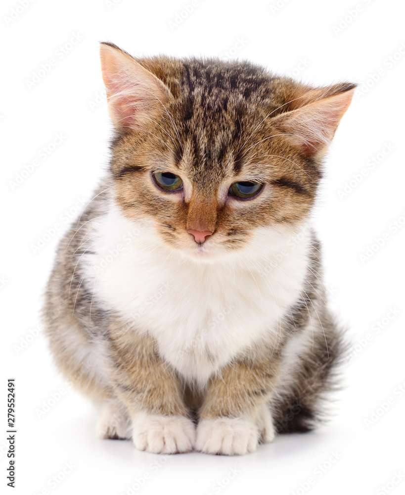 Kitten on white background. Kitten on white background.