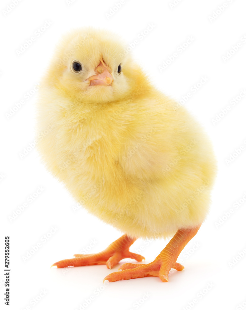 Obraz premium Small yellow chicken