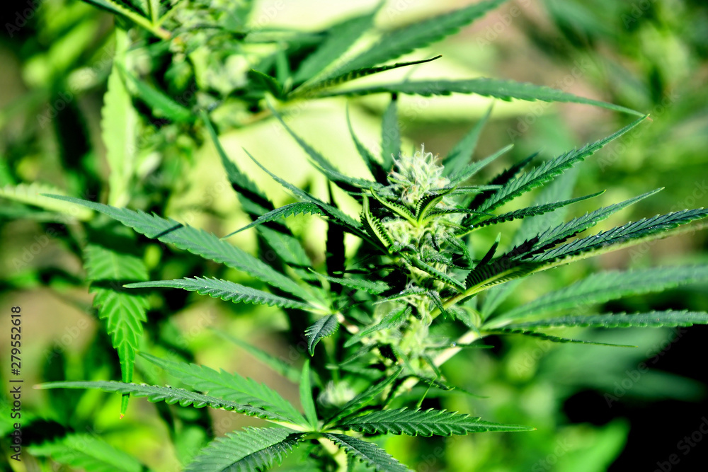 Ripening cannabis outdoors on a sunny summer day. Ripening cannabis outdoors on a sunny summer day.