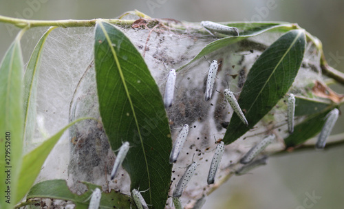 bird cherry ermine (Yponomeuta evonymella) day active moth on tree