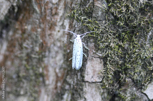 bird cherry ermine (Yponomeuta evonymella) day active moth on tree photo