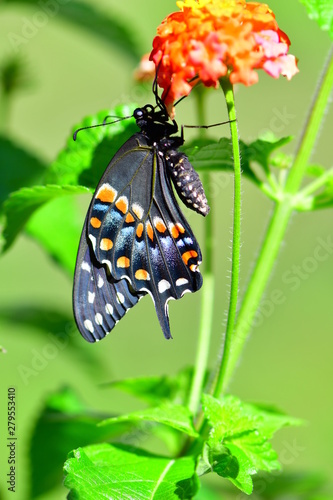 Close up of an Eastern Swallowtail (Papilio Glaucus) butterflyClose up of an Eastern Swallowtail (Papilio Glaucus) butterflyClose up of an Eastern Swallowtail (Papilio Glaucus) butterflyClose up of an photo