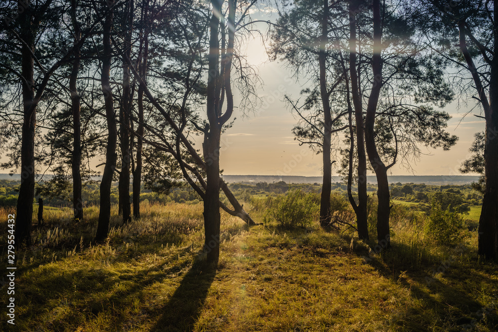 Forest trees in the summer season. Forest glade surrounded by trees. Early sunset in the background. Nature background concept.