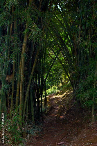 The road between the bamboo. photo