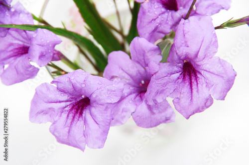 natural flowers of violets with petals and green leaves on a white background