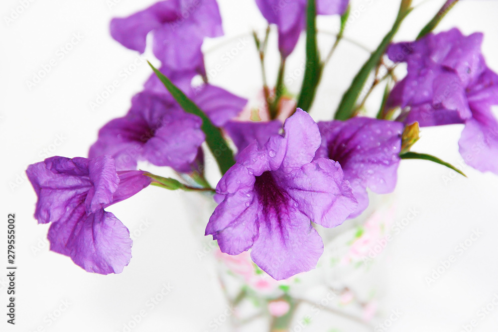 Fototapeta premium natural flowers of violets with petals and green leaves on a white background