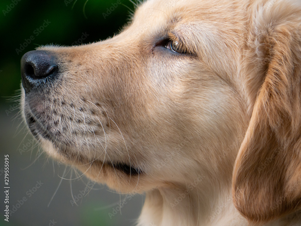 Puppy golden retriever Puppy golden retriever