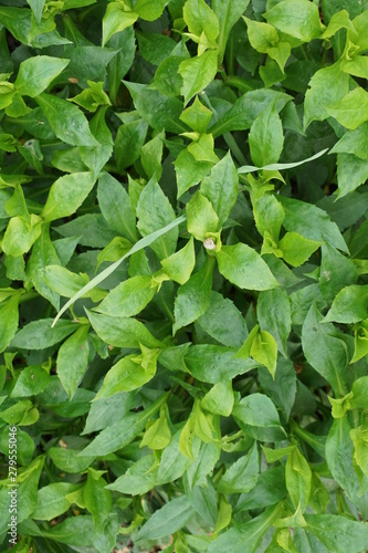 green plants texture close up