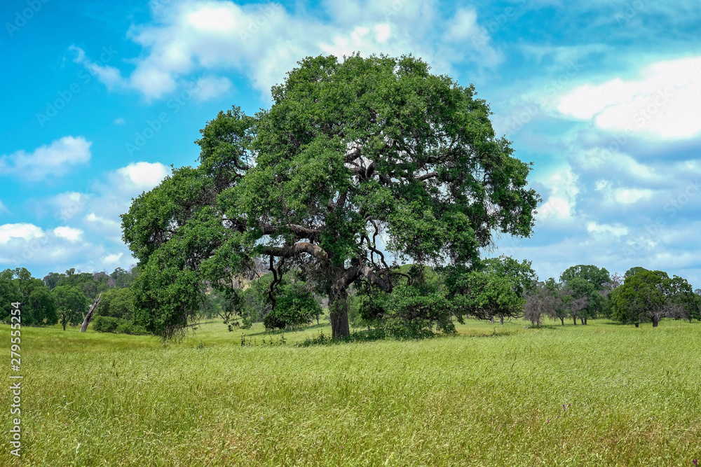 California Oak California Oak