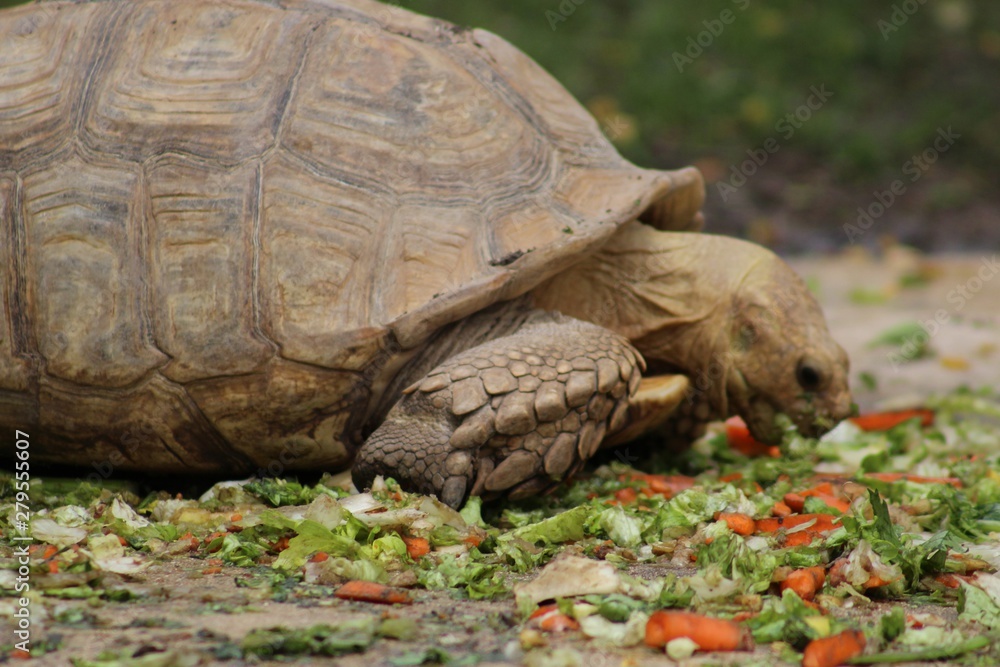 Obraz premium Tortue mangeant son repas dans son enclos