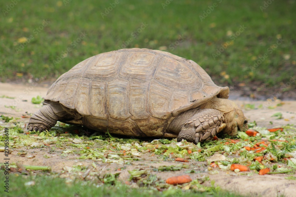 Tortue mangeant son repas dans son enclos Tortue mangeant son repas dans son enclos