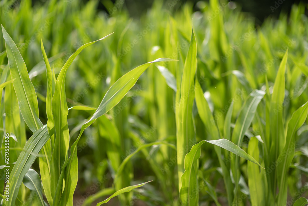 Corn field with young plants on fertile soil Corn field with young plants on fertile soil