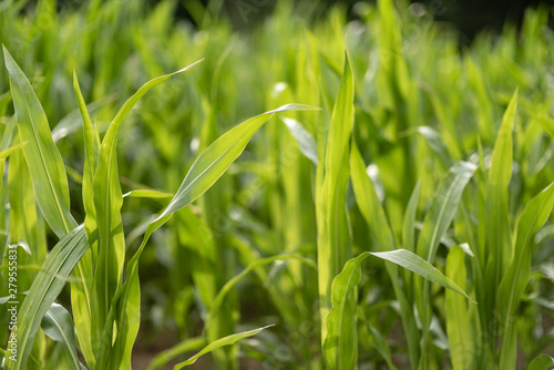Corn field with young plants on fertile soil