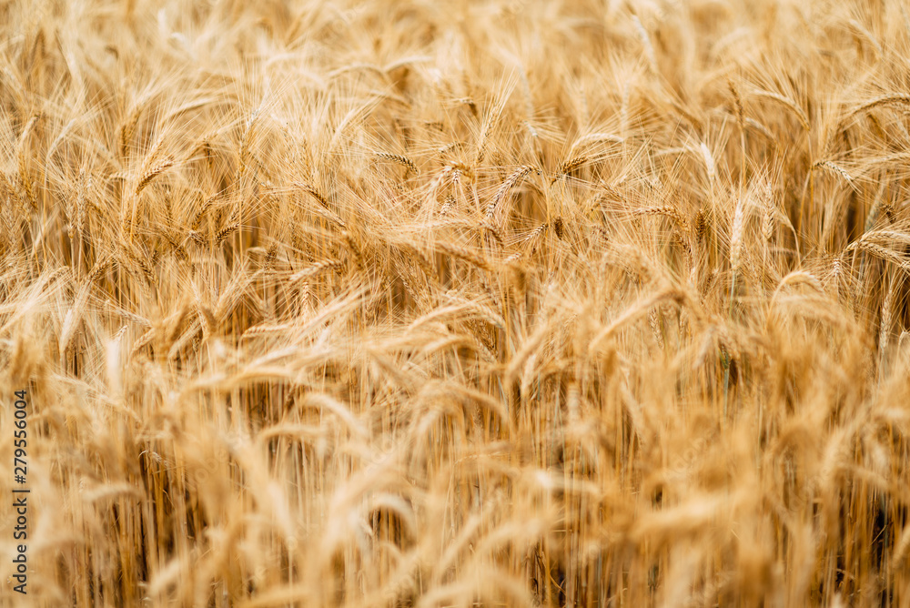 Wheat closeup. Wheat field. Background of ripening ears of wheat. Harvest and food concept. Wheat closeup. Wheat field. Background of ripening ears of wheat. Harvest and food concept.