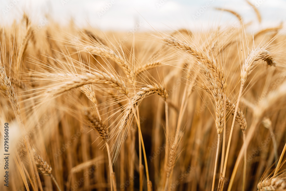 Yellow wheat grain ready for harvest in farm field Yellow wheat grain ready for harvest in farm field