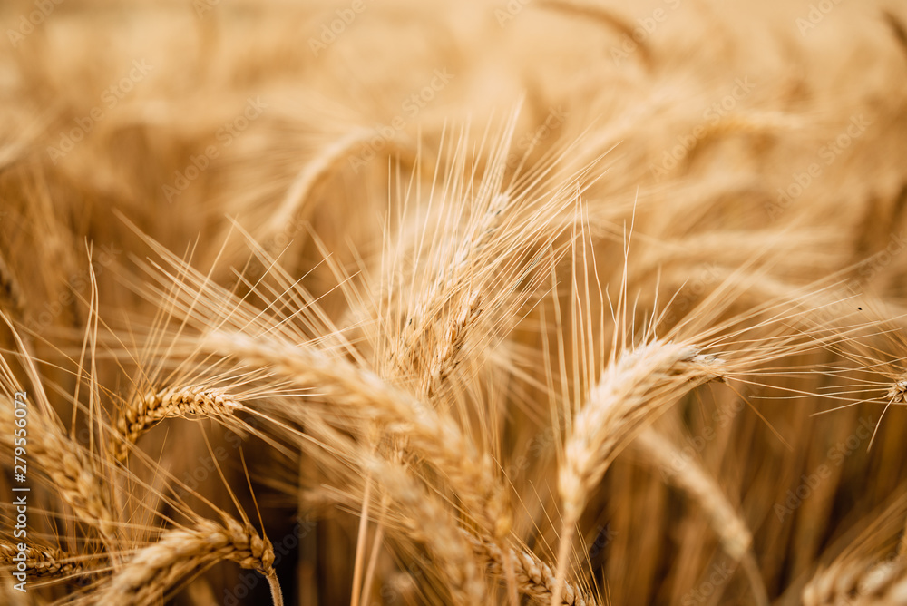 Yellow wheat grain ready for harvest in farm field Yellow wheat grain ready for harvest in farm field
