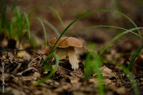 Mushrooms in the summer forest after rain