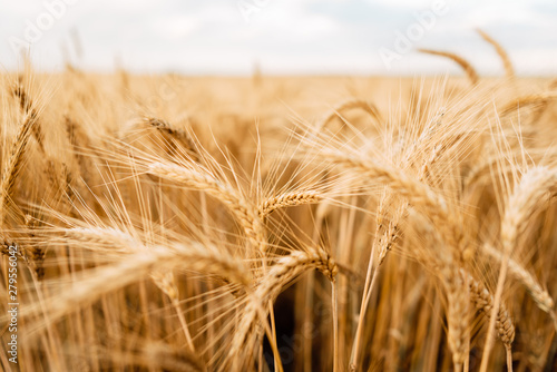 Fototapeta Yellow wheat grain ready for harvest in farm field